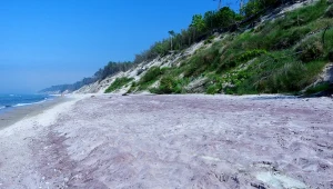 Fioletowe plaże nad Bałtykiem to rarytas. Zjawisko zachwyca