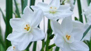 Ten kwiat rozpyli w domu zapach świąt. Posadź go w listopadzie, zakwitnie na czas