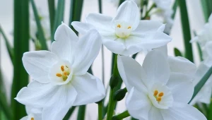 Biały kwiat pięknie ozdobi wnętrze zimą. Do tego pachnie pierniczkami