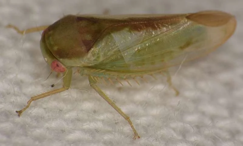 Batracomorphus ruthae - nowoodkryty "żabopodobny" owad