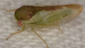 Owady jak żaby. Niesamowite odkrycie kilku gatunków