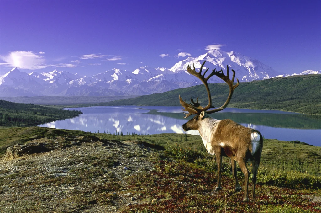 Datowanie poroży wskazuje, że te same miejsca na ocielenie się wykorzystywane są w Arktyce przez zwierzęta od co najmniej trzech tysięcy lat. Datowanie poroży wskazuje, że te same miejsca na ocielenie się wykorzystywane są w Arktyce przez zwierzęta od co najmniej trzech tysięcy lat.