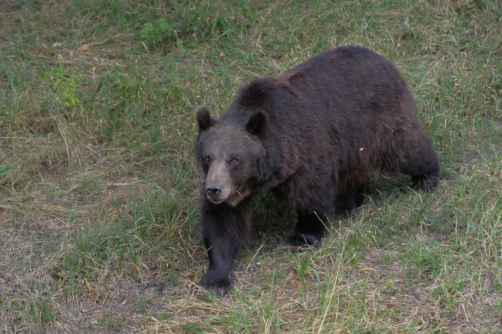 Śląska policja, sprawę nielegalnie przetrzymywanej niedźwiedzicy od ponad roku prowadziła funkcjonariuszka wydziału zwalczającego przestępczość gospodarczą częstochowskiej komendy Śląska policja, sprawę nielegalnie przetrzymywanej niedźwiedzicy od ponad roku prowadziła funkcjonariuszka wydziału zwalczającego przestępczość gospodarczą częstochowskiej komendy