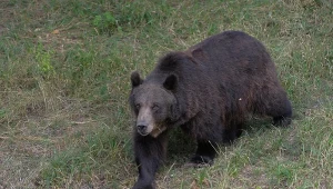 Rok niewolił niedźwiedzicę w złych warunkach. Miał być cyrk, jest zarzut