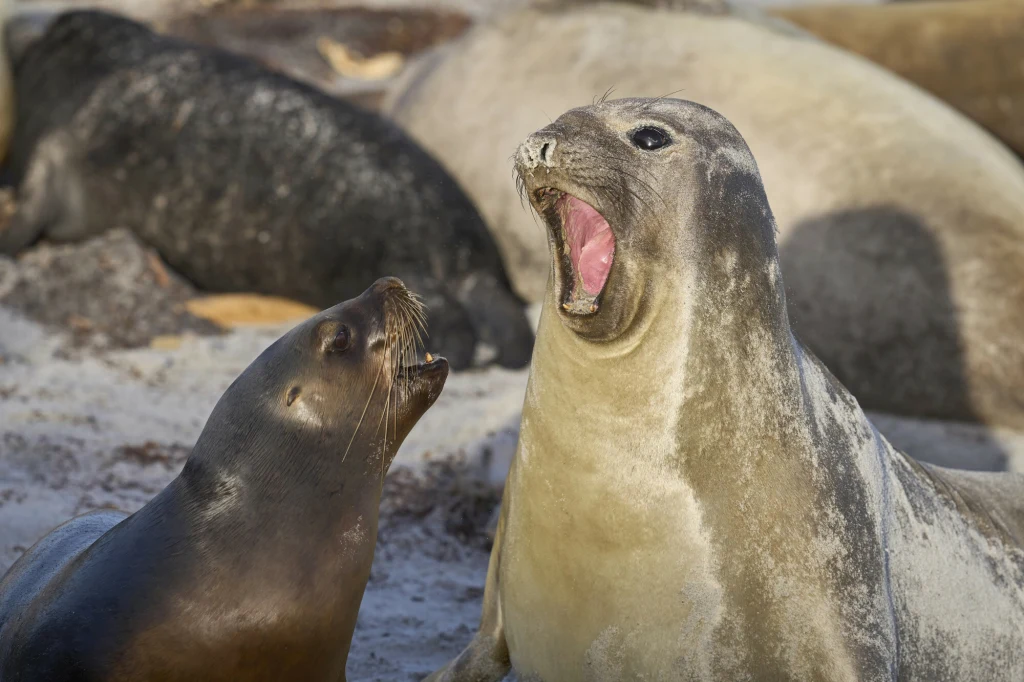 Naukowcy zastanawiają się, jak wirus wpłynie na przetrwanie gatunku Naukowcy zastanawiają się, jak wirus wpłynie na przetrwanie gatunku