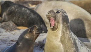 Wirus dotarł na odległą zimną wyspę. Foki mogą nie przetrwać