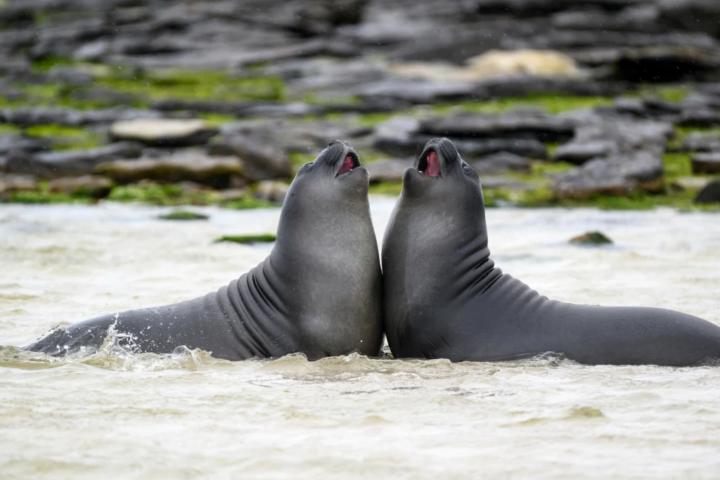 Wirus dotarł na odległą zimną wyspę Wirus dotarł na odległą zimną wyspę