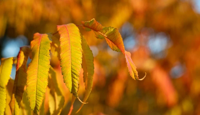 Polscy naukowcy odkryli niesamowitą właściwość liści