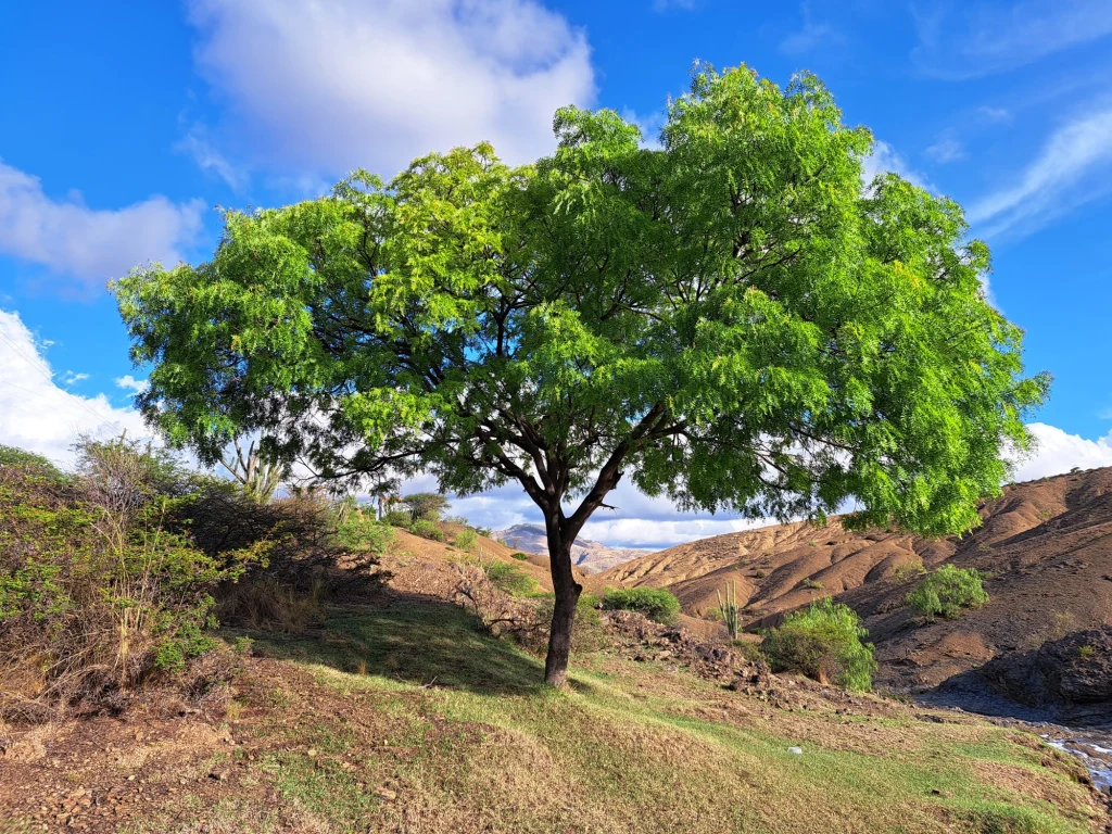 Kebraczo ma niezwykle twarde drewno. To sposób obrony Kebraczo ma niezwykle twarde drewno. To sposób obrony