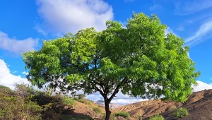 Nazywają je "łamaczem siekier". Gorączka drewna zmieniła lokalną przyrodę