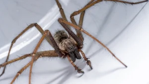 Polacy na jego widok chwytają za kapeć. Tak tracimy ochroniarza domu