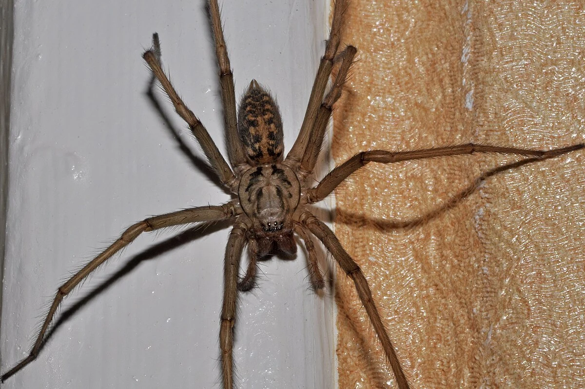 Duży pająk o wydłużonych odnóżach i brązowym, wzorzystym odwłoku siedzi na skrzyżowaniu jasnej ściany i zasłony o beżowym kolorze.