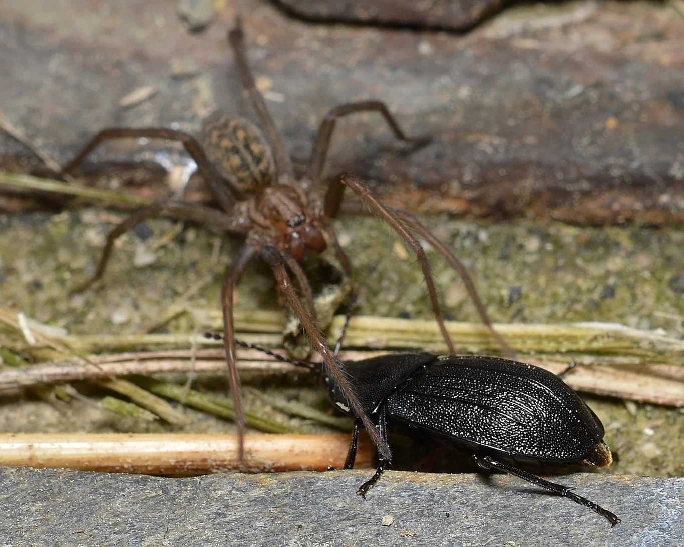 Pająk z długimi odnóżami zbliża się do czarnego chrząszcza stojącego na kamienistym podłożu, na którym leżą suche źdźbła trawy.