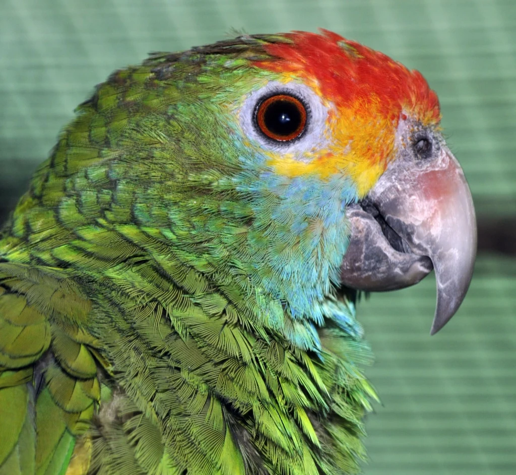 Kolorowa papuga o intensywnie zielonym upierzeniu, z czerwonymi i żółtymi akcentami na głowie oraz charakterystycznym zakrzywionym dziobem, na tle zielonej, rozmytej siatki.