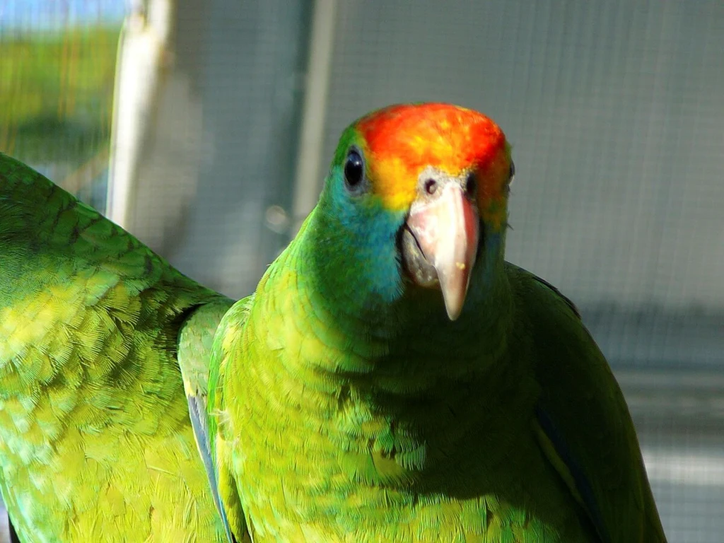 Amazonka tęczowa to ptak na skraju wymarcia i mieszkanka atlantyckich lasów nadbrzeżnych Brazylii