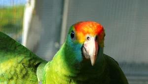 Ptak o tęczowej głowie pojawił się nad chronionym lasem. To wielka rzadkość