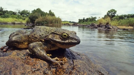 Goliat płochliwy jest największą żabą na świecie