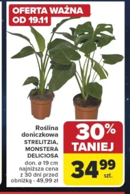 Рослина в горщику