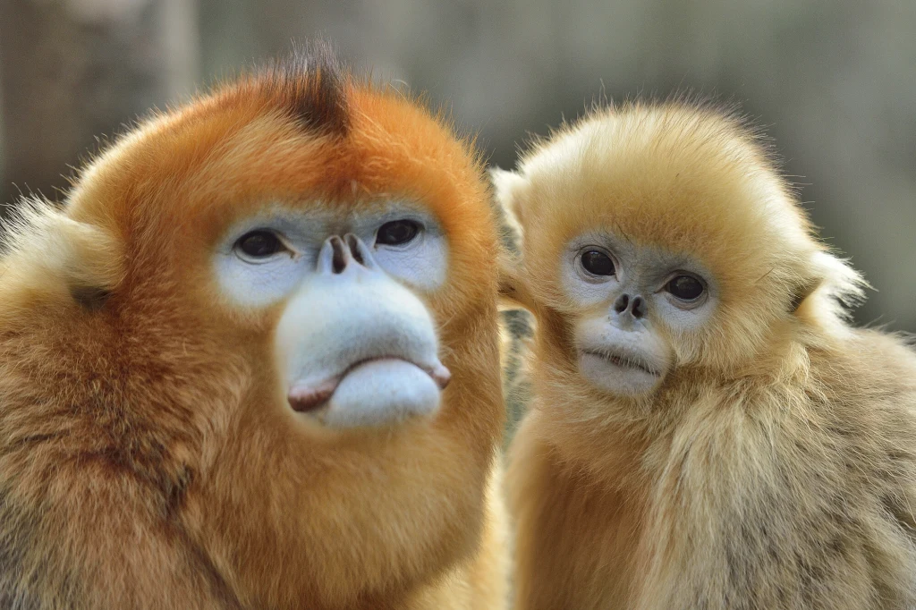 Rokselana złocista żyje wyłącznie w Chinach Dwa złociste małpy o gęstej sierści, patrzące prosto w obiektyw, z charakterystycznymi jasnymi twarzami i wyrazistymi oczami, siedzą blisko siebie, tworząc ciepłą i spokojną atmosferę.
