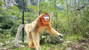 Chiny zmieniają taktykę. Oprócz pand zaczęły też wysyłać złote małpy