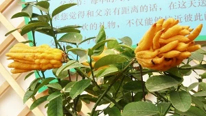 Nazywany jest "ręką Buddy". Coraz częściej gości na naszych parapetach