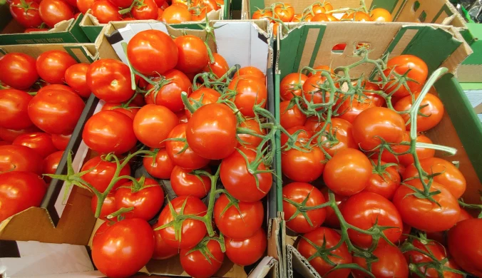 Czy pomidory w polskich sklepach zawierają środki pomagające w szybszym wybarwianiu?