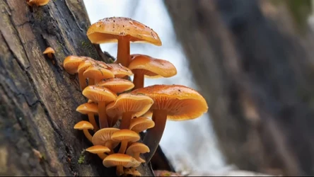 Czysta Polska - odcinek 238