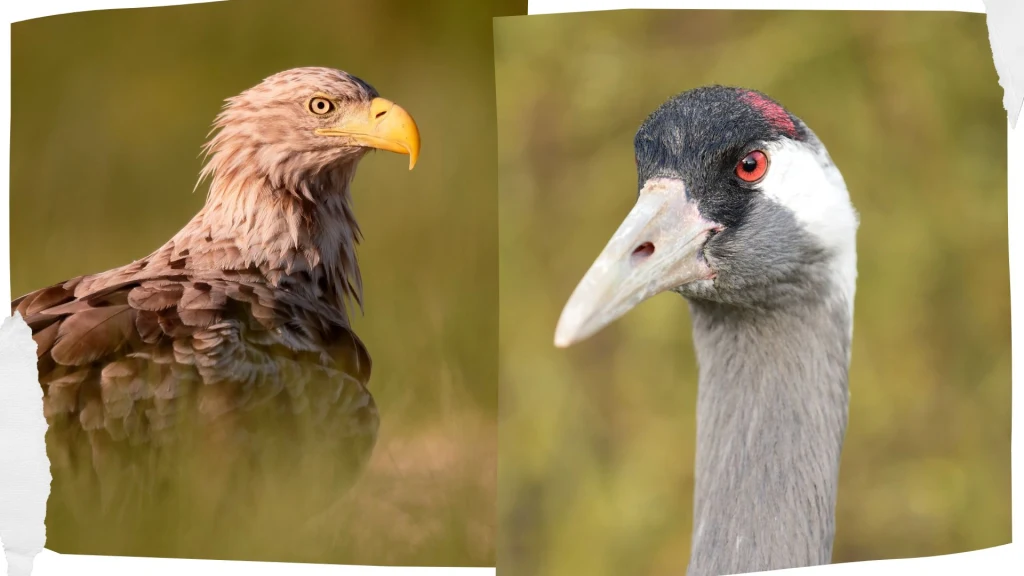 Bielik zwyczajny i żuraw zwyczajny wracają do Wielkiej Brytanii