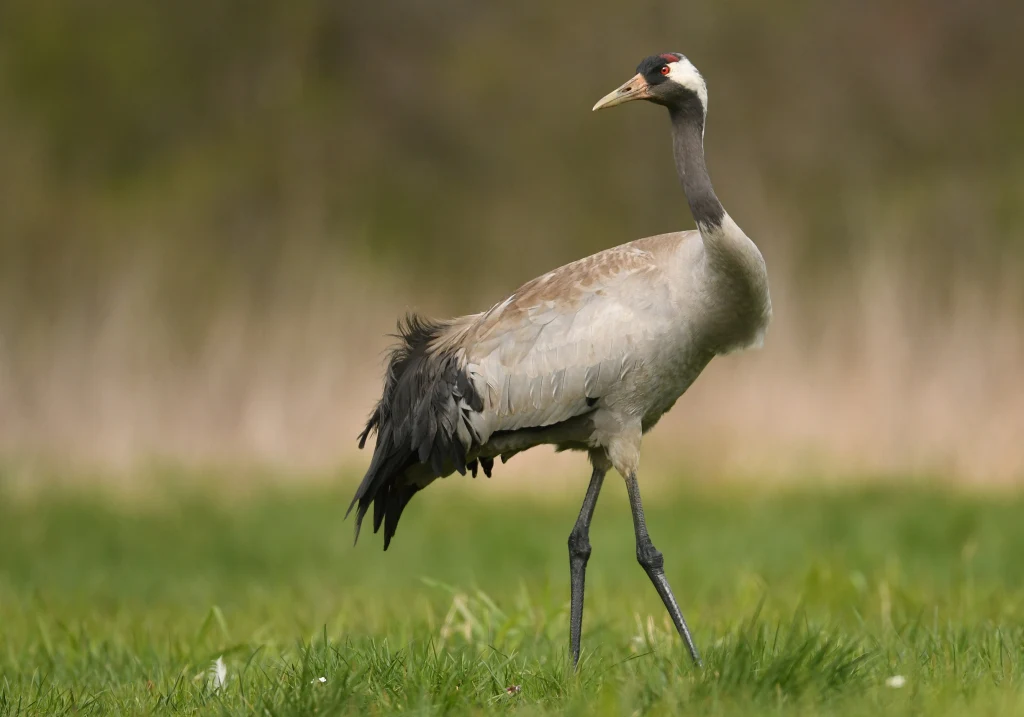 Żuraw o szaro-brązowym upierzeniu i długich, czarnych nogach stoi na łące, w tle rozmyte naturalne otoczenie zielonej trawy i krzewów.