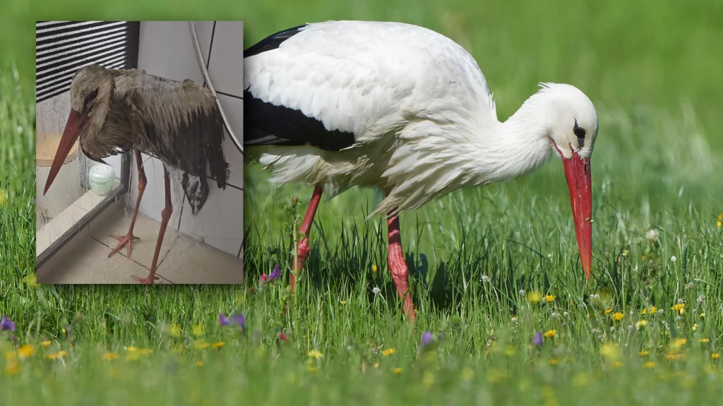 W Wałczu znaleziono bociana oblepionego tajemniczą substancją W Wałczu znaleziono bociana oblepionego tajemniczą substancją