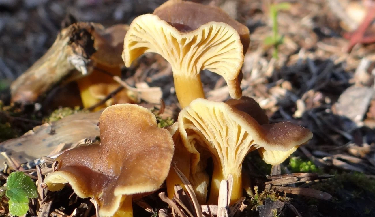 Pieprznik trąbkowy jest smacznym grzybem, którego w Polsce często się pomija Pieprznik trąbkowy jest smacznym grzybem, którego w Polsce często się pomija