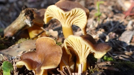 Pieprznik trąbkowy jest smacznym grzybem, którego w Polsce często się pomija