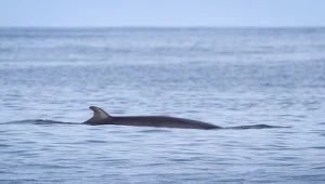Od lat nie widziano ich żywych. Naukowcy napotkali rzadkie morskie ssaki