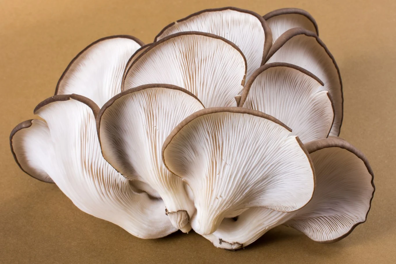 Boczniaki to grzyby rosnące warstwowo na pniach drzew. Wyglądem przypominają wachlarz