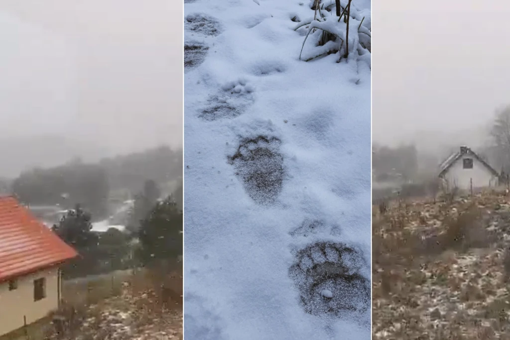 Ślady niedźwiedzia odciśnięte w śniegu, znajdujące się na tle zimowego krajobrazu w pobliżu zabudowań oraz lasu.