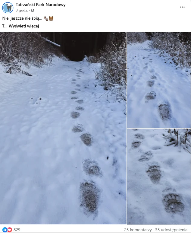 Ślady dużego zwierzęcia, prawdopodobnie niedźwiedzia, odciśnięte w śniegu prowadzą przez leśną polanę pokrytą białym puchem. Dookoła widać zarośla i gałęzie przysypane śniegiem.