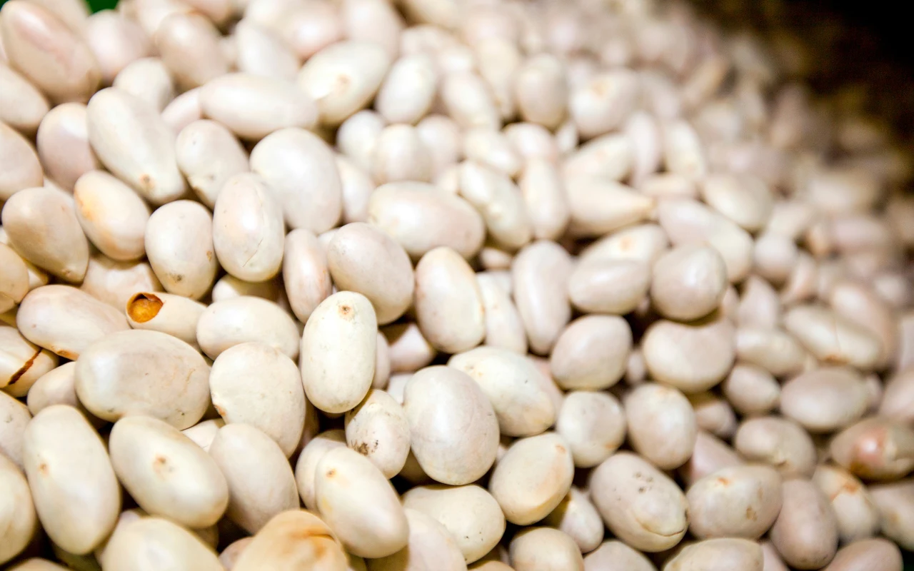 "Piękny Jaś" to skarb, po który sięgamy za rzadko. Warto włączyć fasolę do diety w trosce o zdrowie