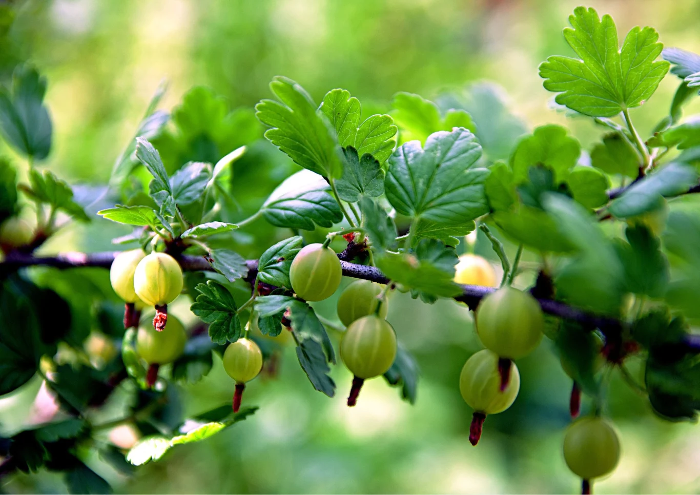 Jak uprawiać agrest w ogrodzie? Fot. 123RF.com