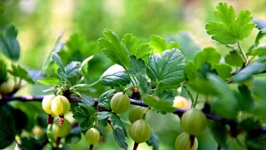 Jak uprawiać agrest w ogrodzie? Fot. 123RF.com