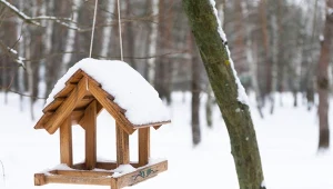 Ptaki nie chcą przylatywać do karmnika? Wiemy, co jest powodem