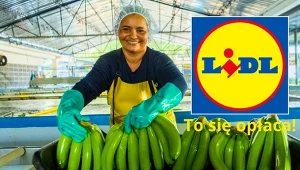 Ekologiczne, etyczne i tanie - Lidl kusi wyjątkową promocją na banany Fairtrade