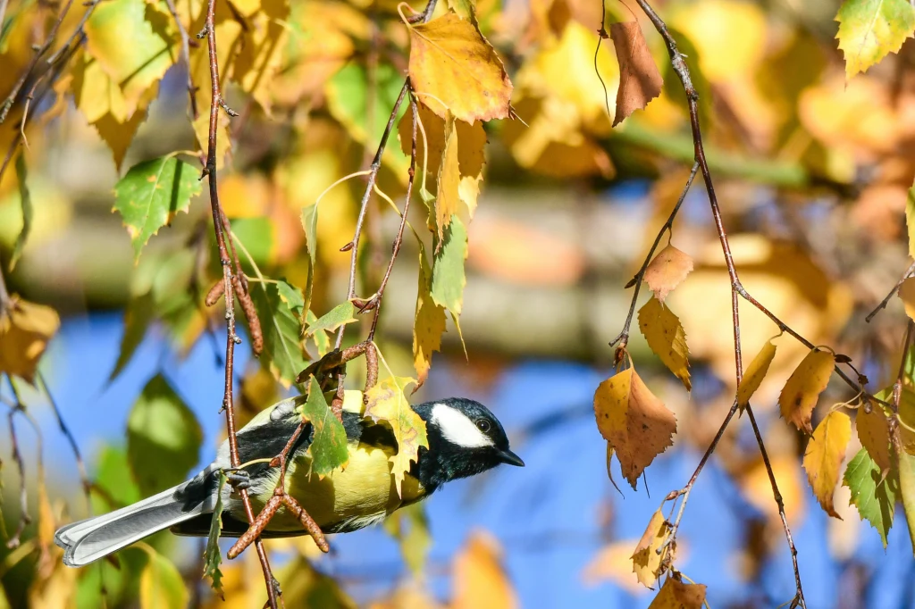 Sikora siedząca na cienkiej gałęzi wśród żółtych liści brzozy, na tle niebieskiego nieba.
