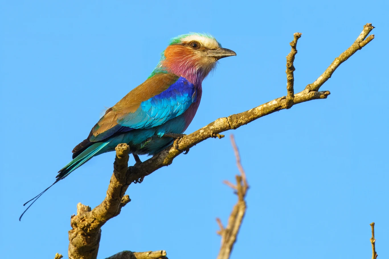 Kolorowy ptak siedzi na suchym konarze drzewa na tle błękitnego nieba. Upierzenie ptaka wyróżnia się odcieniami błękitu, turkusu, fioletu oraz brązu, co sprawia, że wygląda bardzo efektownie. Gałąź jest prosta i pozbawiona liści.