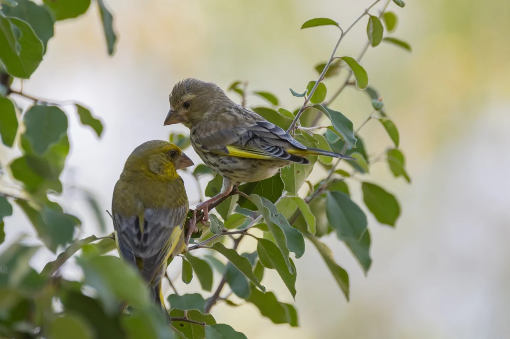 Dzwońce wyróżniają się zielonym ubarwieniem Dwa zielone ptaki siedzące na gałęzi drzewa w otoczeniu zielonych liści, przy lekko rozmytym tle, tworzą spokojną i naturalną scenę.