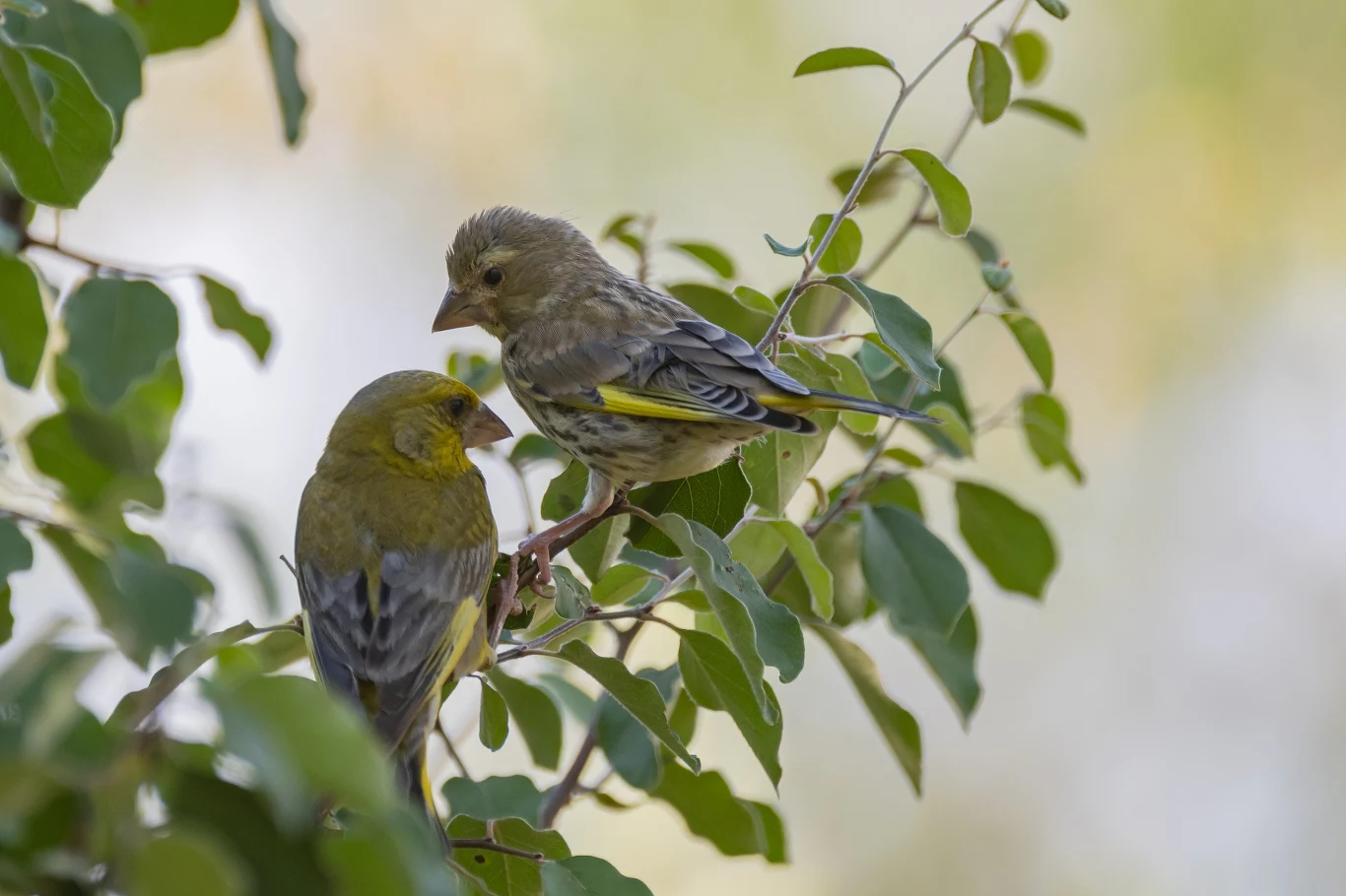Dwa zielone ptaki siedzące na gałęzi drzewa w otoczeniu zielonych liści, przy lekko rozmytym tle, tworzą spokojną i naturalną scenę.