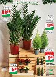 Codzienne wybory, lepsze ceny - Dino