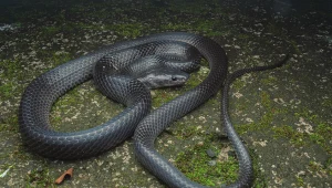 To głośna decyzja w sprawie węża. Właśnie go odkryli