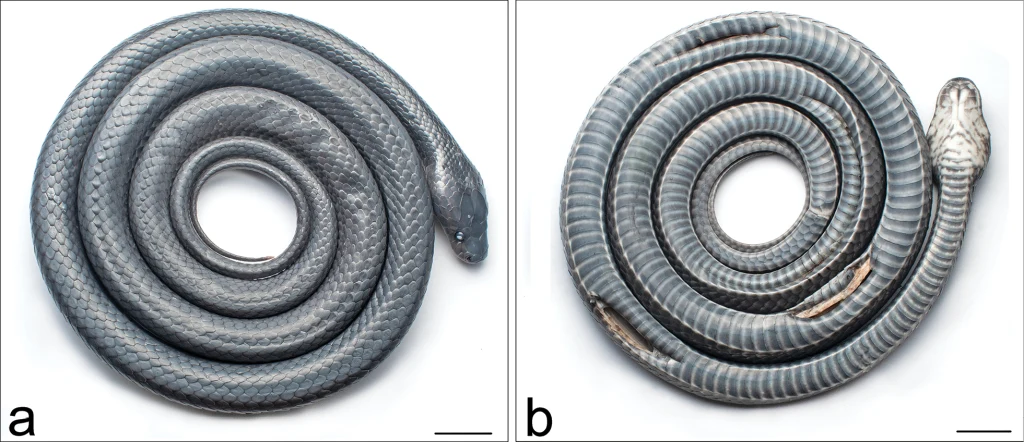 Dwie spiralnie zwinięte jaszczurki z rodziny ślepuchowatych, ujęte z góry, o połyskującej skórze w odcieniach szarości, widoczne szczegóły głowy i łusek.