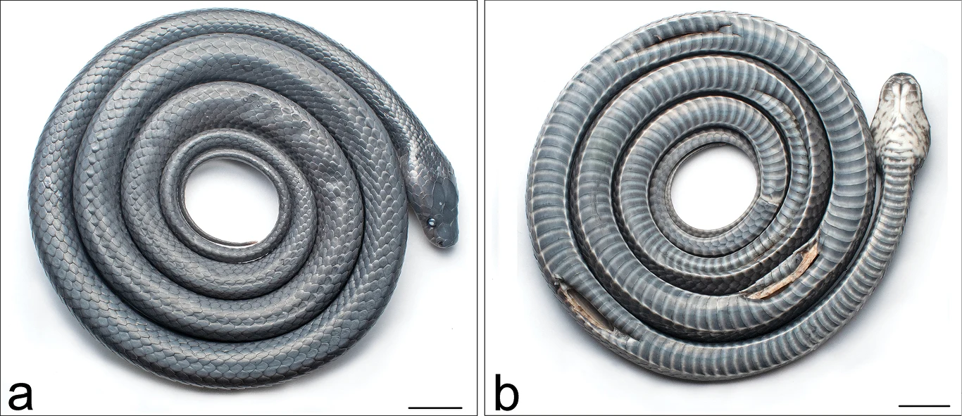 Dwie spiralnie zwinięte jaszczurki z rodziny ślepuchowatych, ujęte z góry, o połyskującej skórze w odcieniach szarości, widoczne szczegóły głowy i łusek.