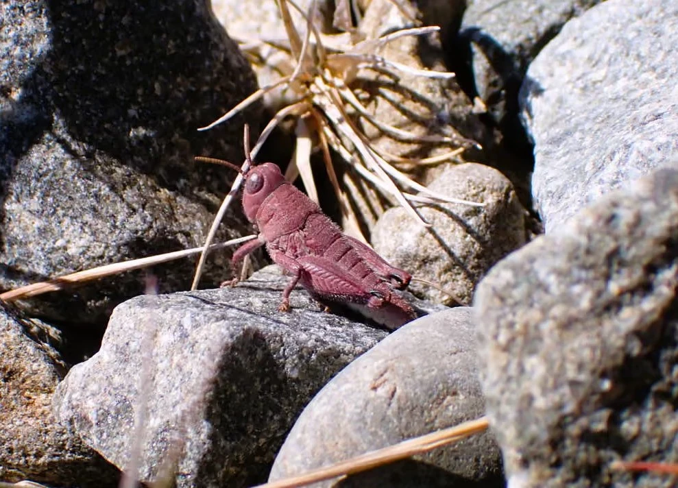 Nowozelandzka szarańcza Sigaus robustus w różowym kolorze
